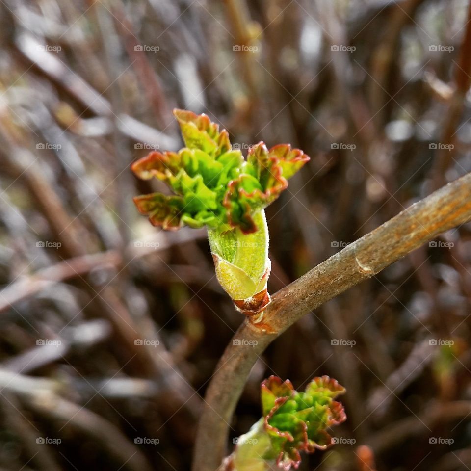 Springtime in the bushes! . Springtime in the bushes! 😁