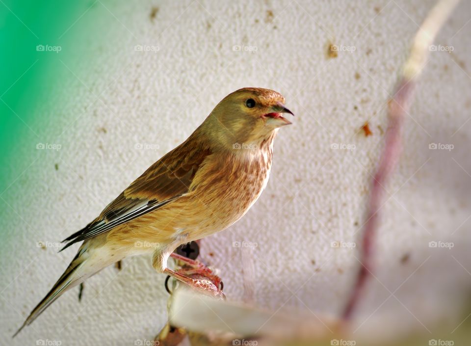 Side view of bird