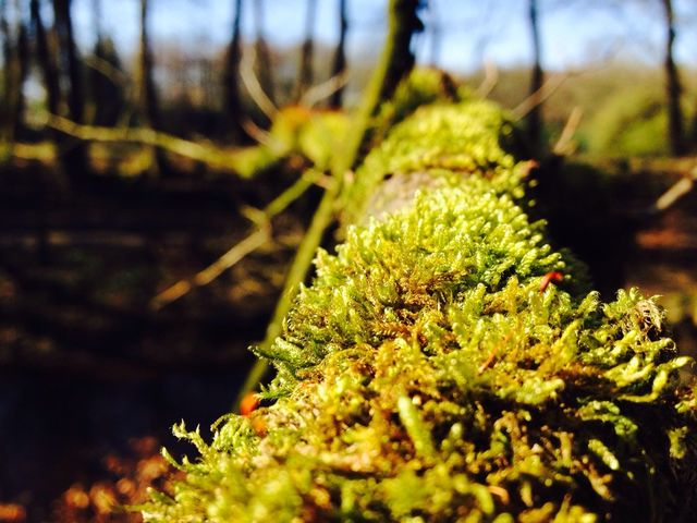 Nature