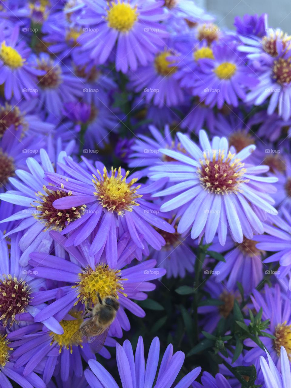 Violet Autumn flower