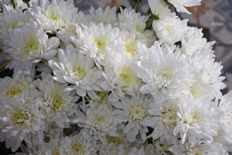 05. colorful flowers that inspire joy