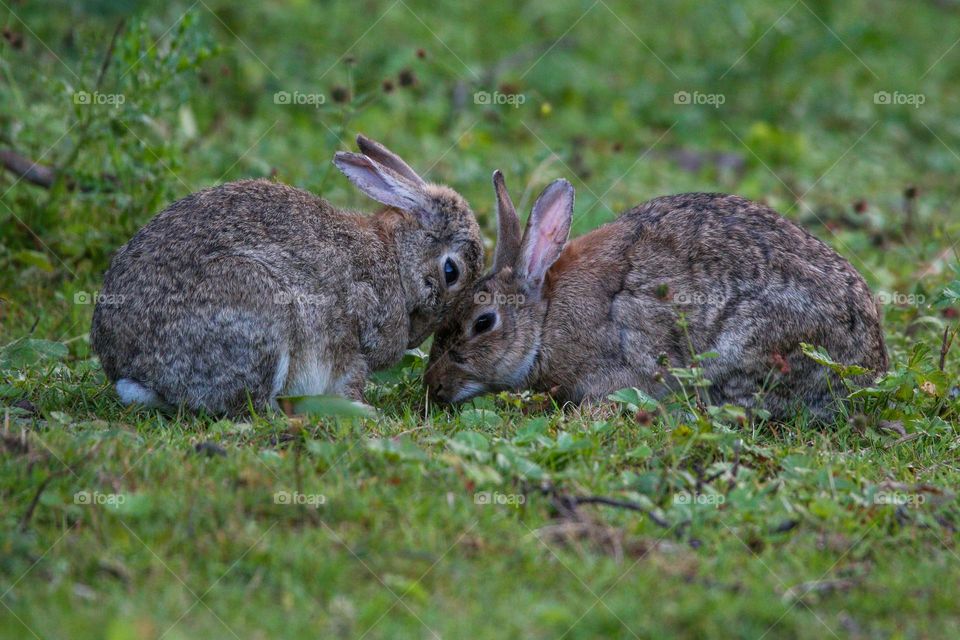 Bunny cuddles, two bunnies cuddling each other