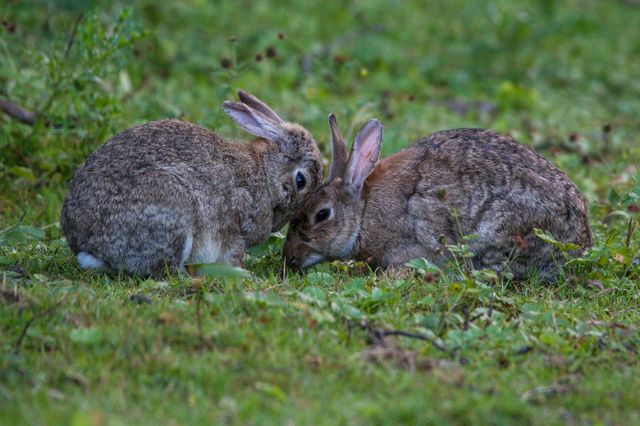 Bunny cuddles, two bunnies cuddling each other