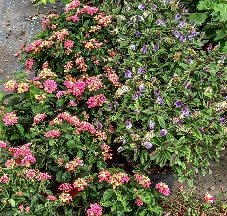 Flower plants in autumn