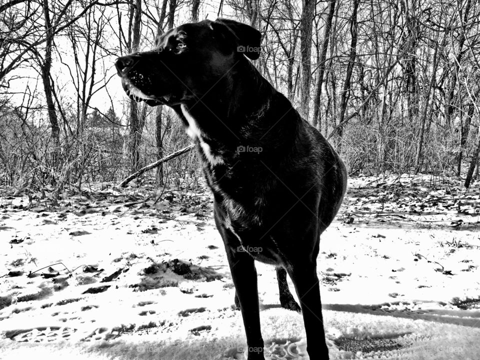 Black and white dog black Labrador