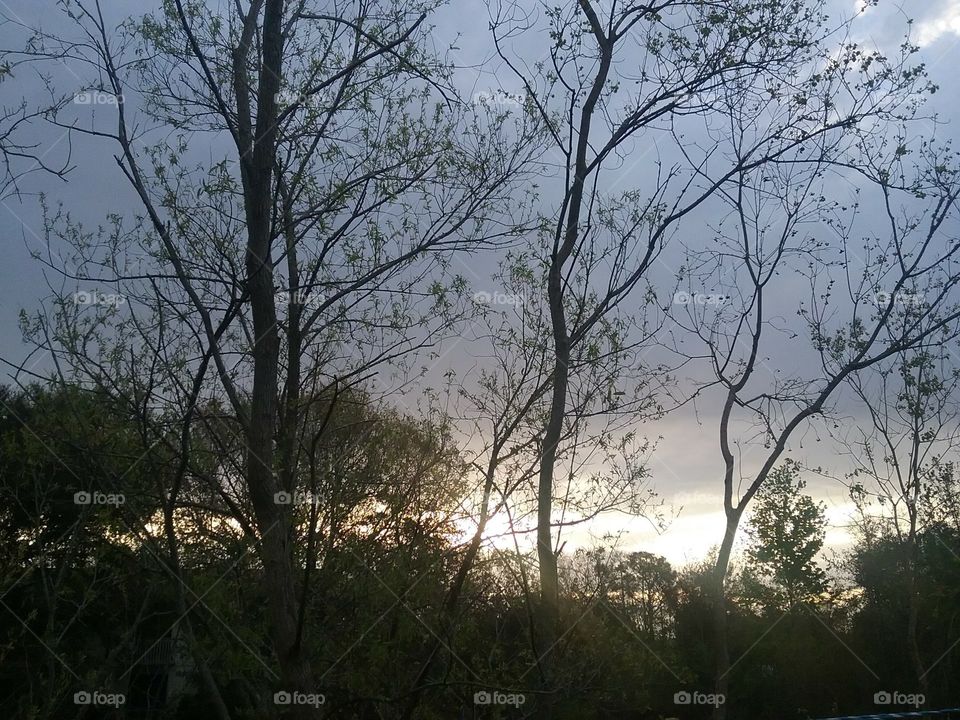 ~Light Between the Trees~