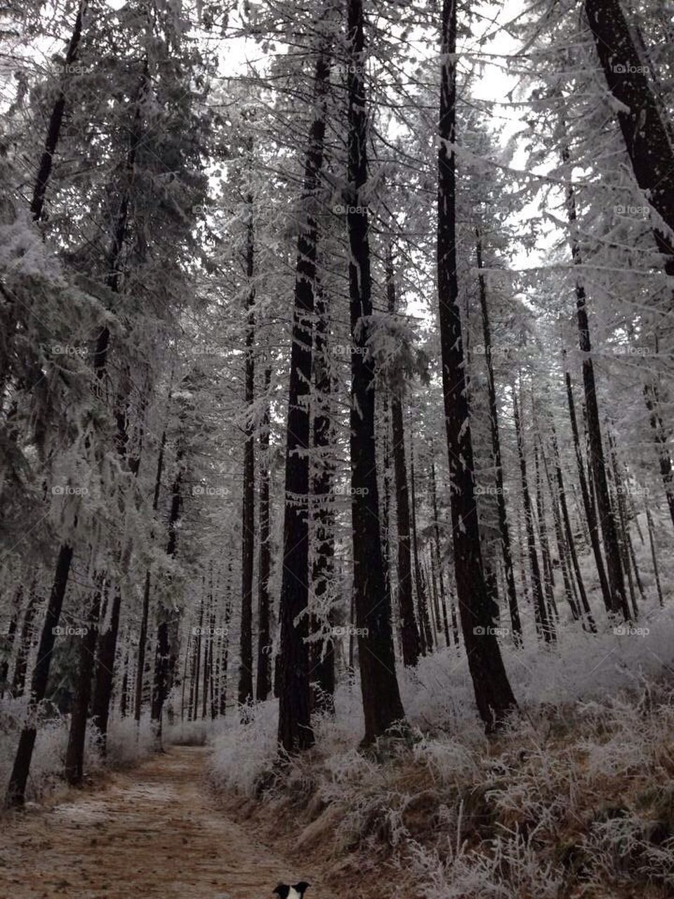 Frosted Trees
