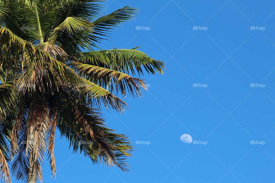 Lua e palmeira 