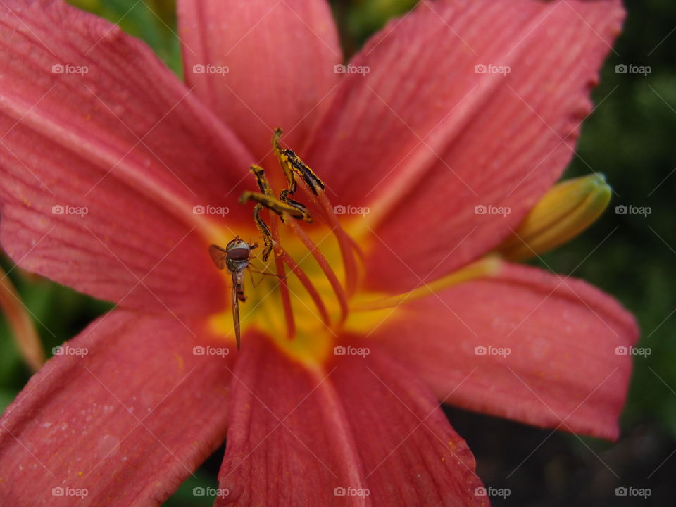 A small and detailed insect pollinating a pinkish red flower with yellow veins and broad leaves on a summer day. 