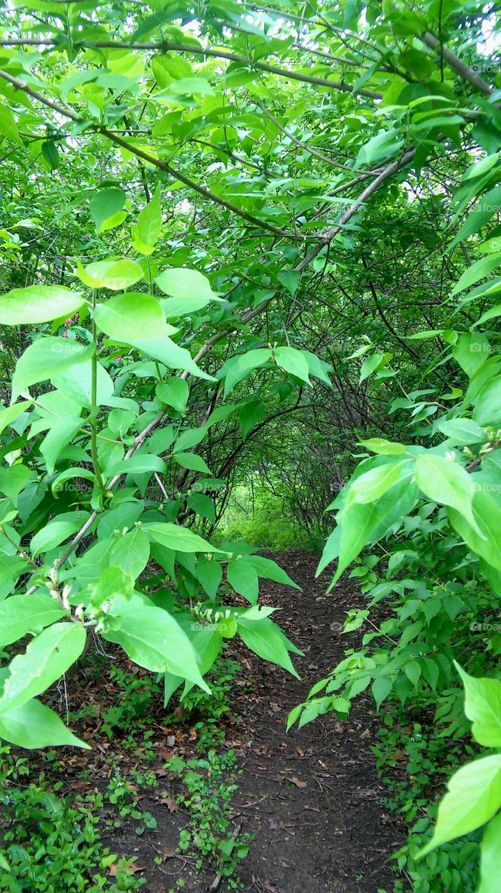 Leaf, Nature, Flora, Growth, Environment