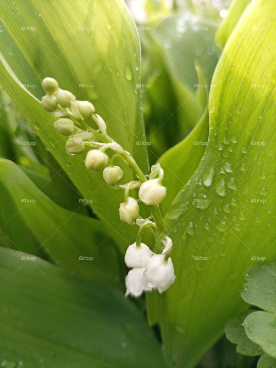 The beauty in nature