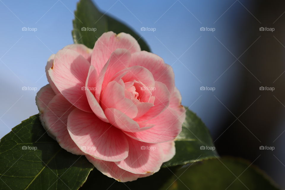 Pink camellia in early spring 