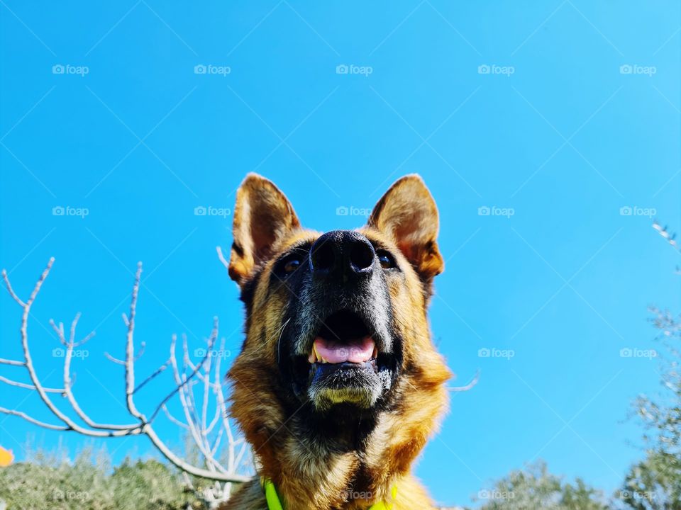 close-up of german shepherd dog