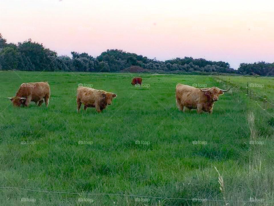 Scottish Highlands 2