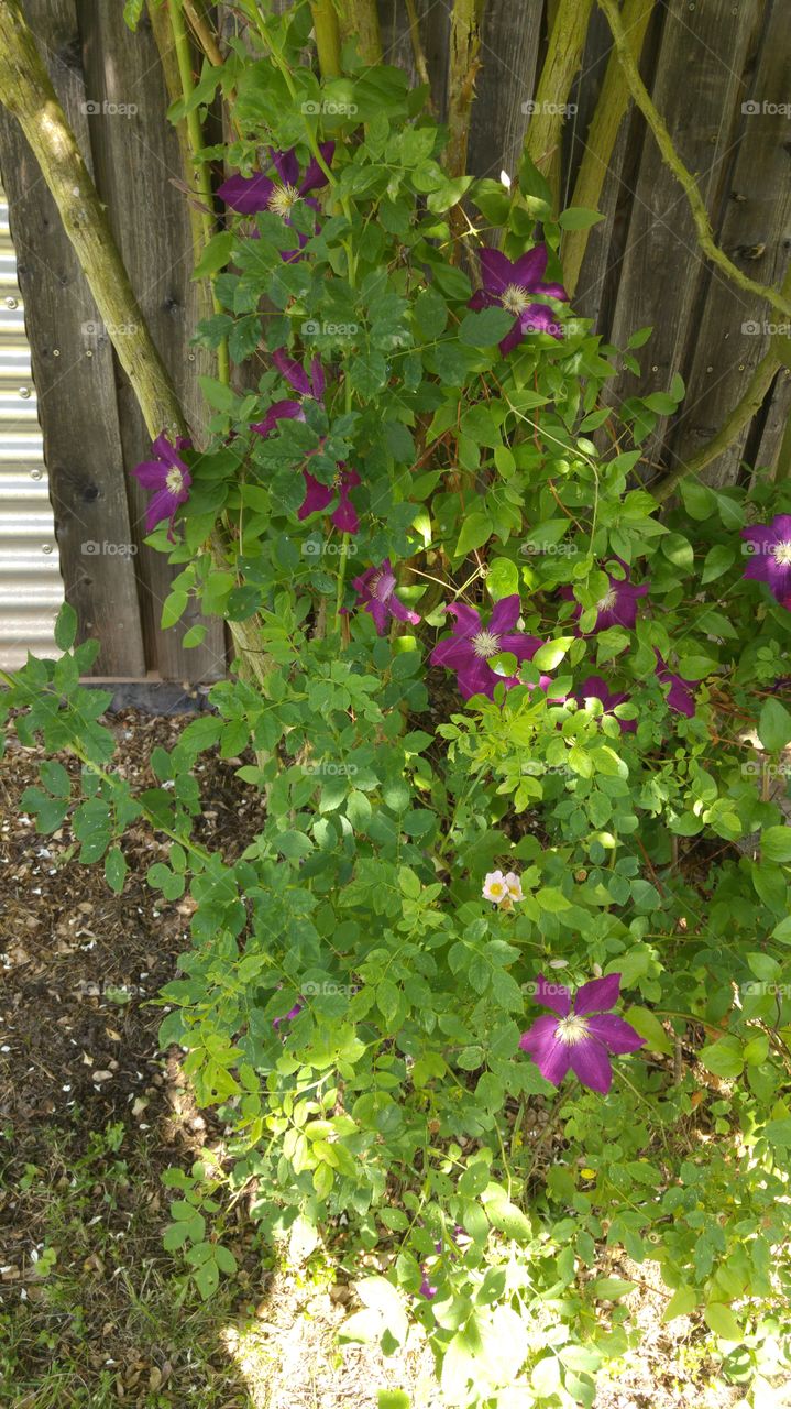 Clematis on Roses