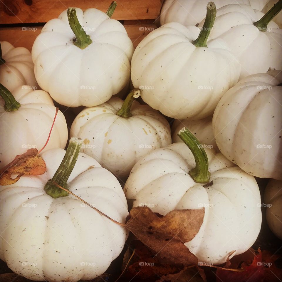Fall gourds 