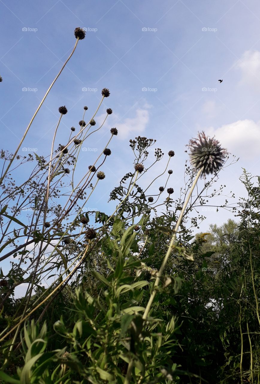 tall meadow flowers against the sky