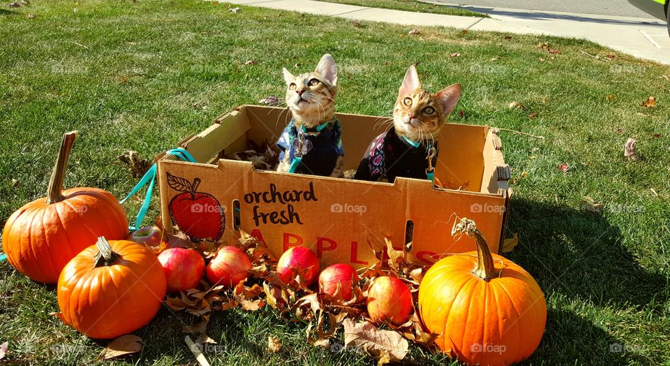 Fall Kitten Pictures