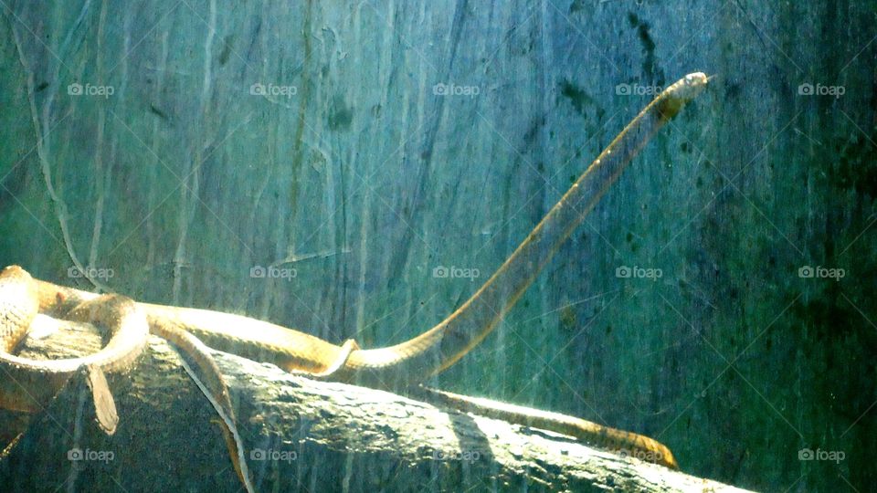 Photo of Snake while raining.