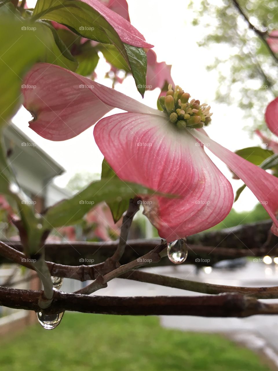 Rainy day dogwoods