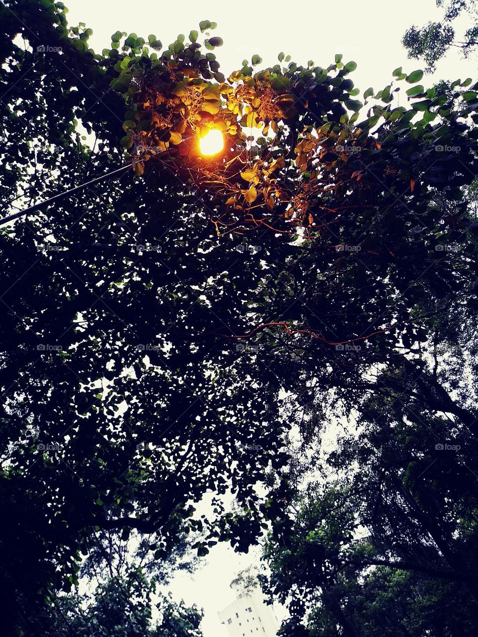 light in the grey sky