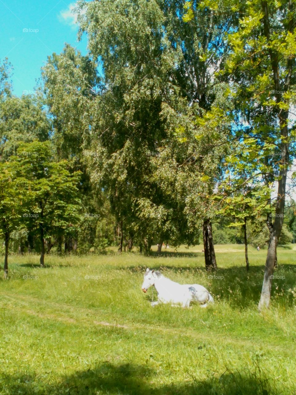 Nature, Landscape, Grass, Tree, Summer