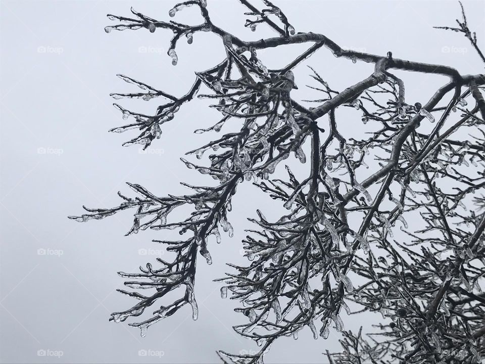 Frosted branches