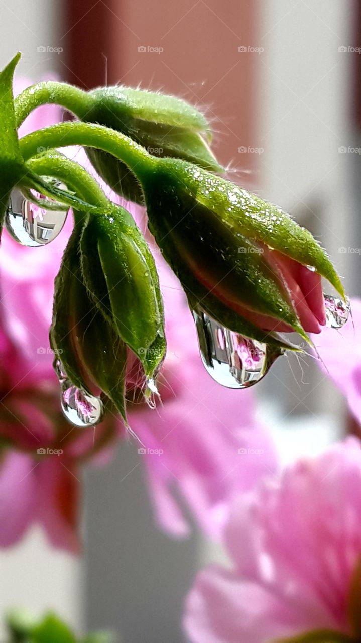 Blumen mit Wassertropfen