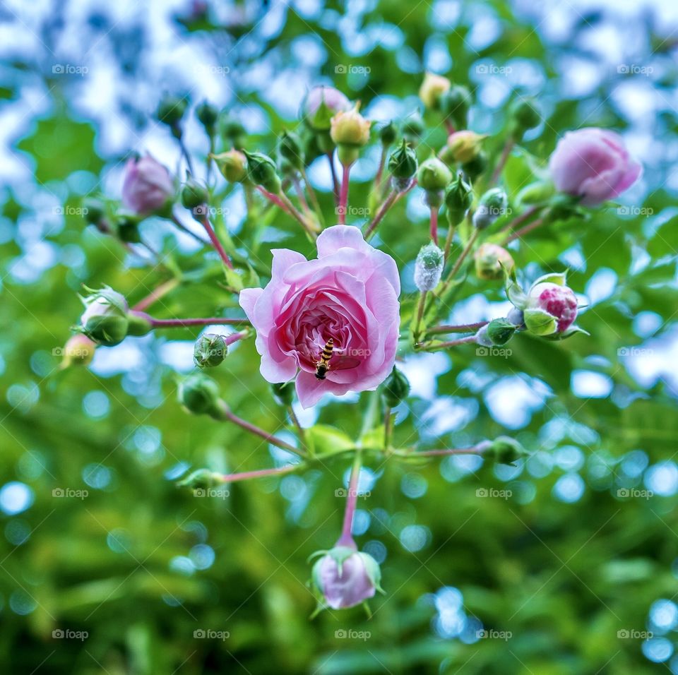 Pretty pink rose bush with insect - nature in summer 
