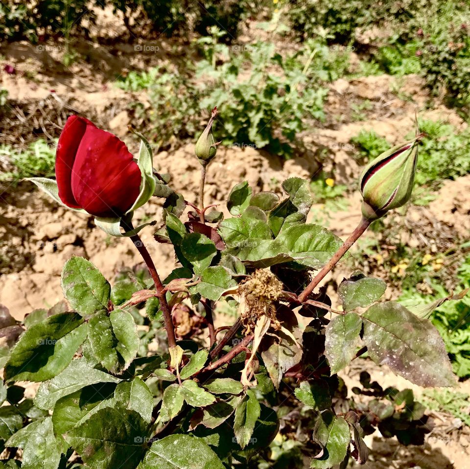 Red Bud Green Bud