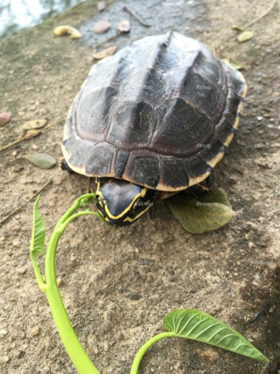 Feeding a turtle.