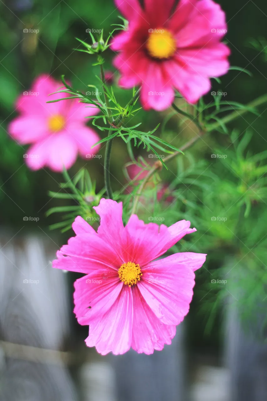 Flowers