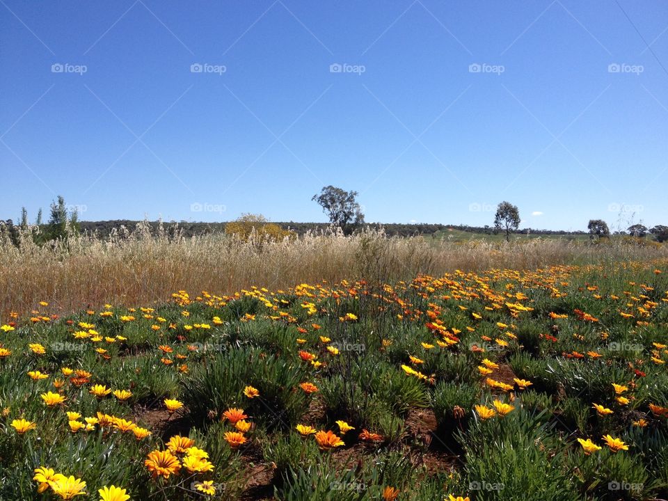 #FoapMarch17 picmas                       Wild Flowers, Griffith NSW, Australia