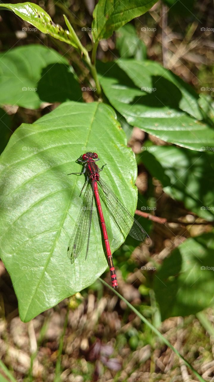 red damselfly