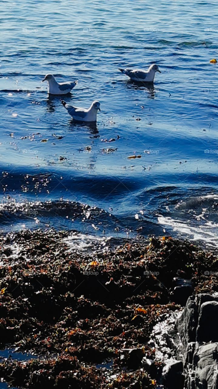 3 gulls