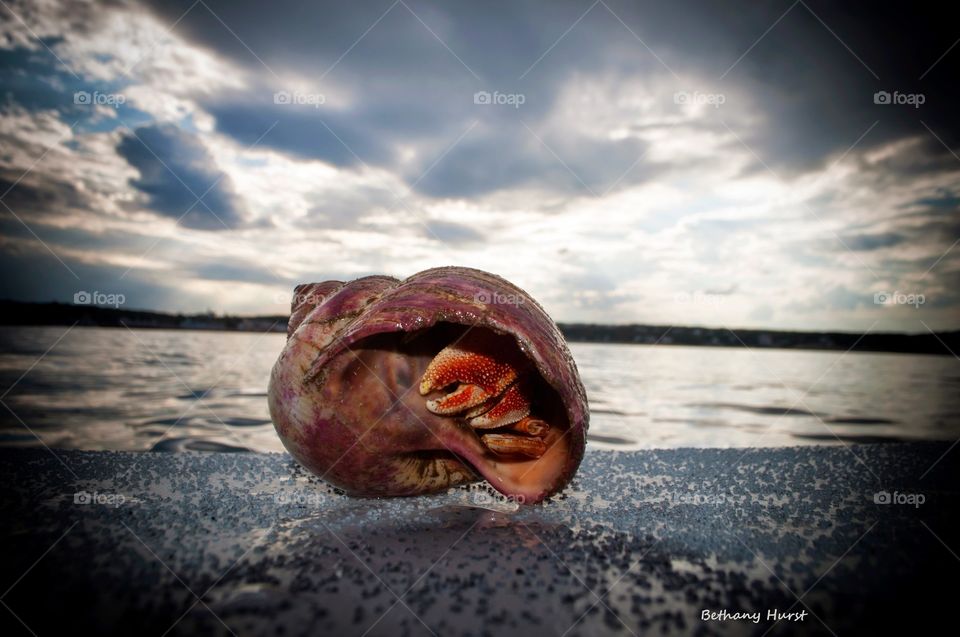 hermit crab. a beautiful hermit crab 