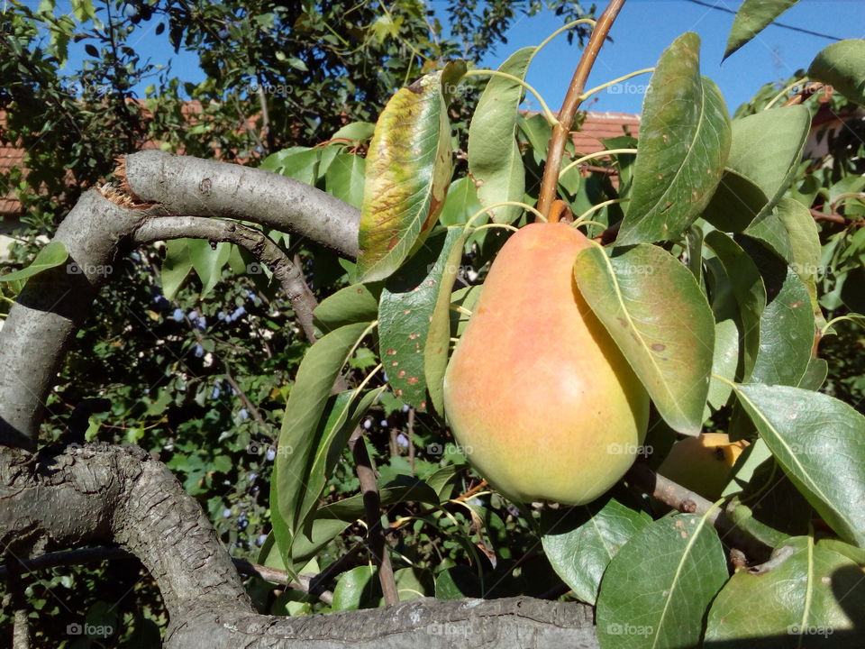 Broken branch of pear