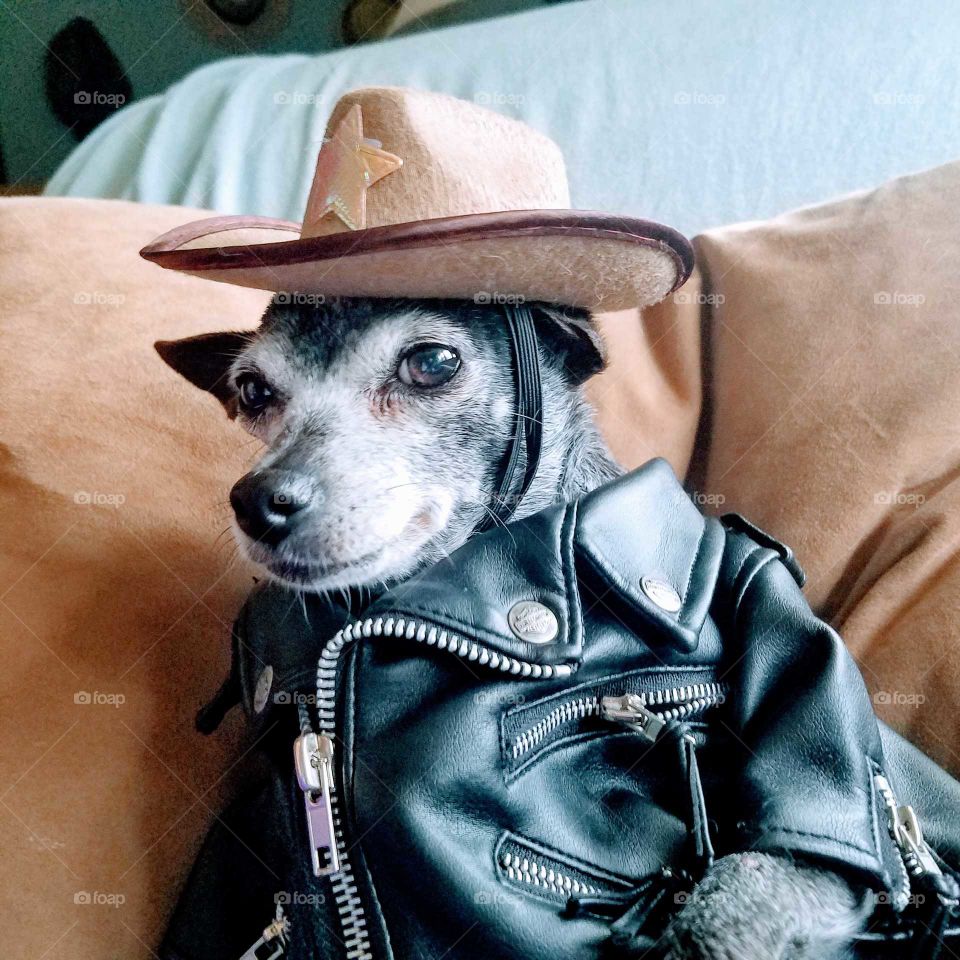 Silly dog wearing leather coat and cowboy hat