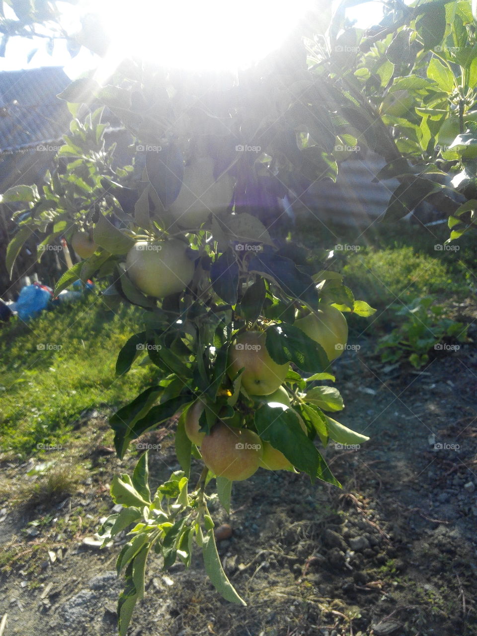 Nature, Fruit, Food, Leaf, Pasture