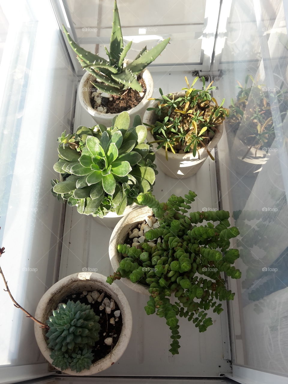 five green succulents in white flower pots in small greenhouse by the window close up