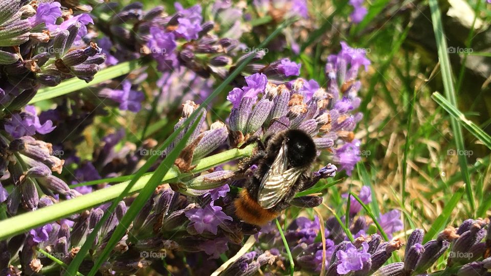 A bumblebee in the garden looking for Nectar on a Lavender flower