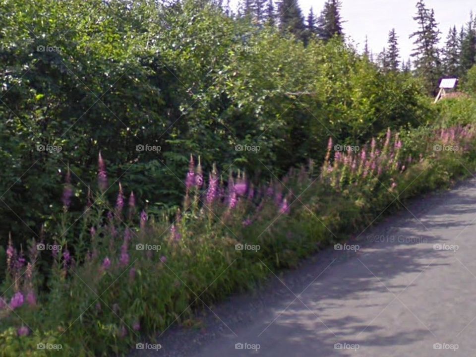 Beautiful flowers near trees