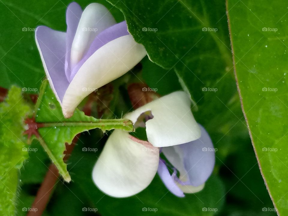 my soya bean flower budding, can you see how great and beautiful it looks like? indeed the blessings of rainy season.