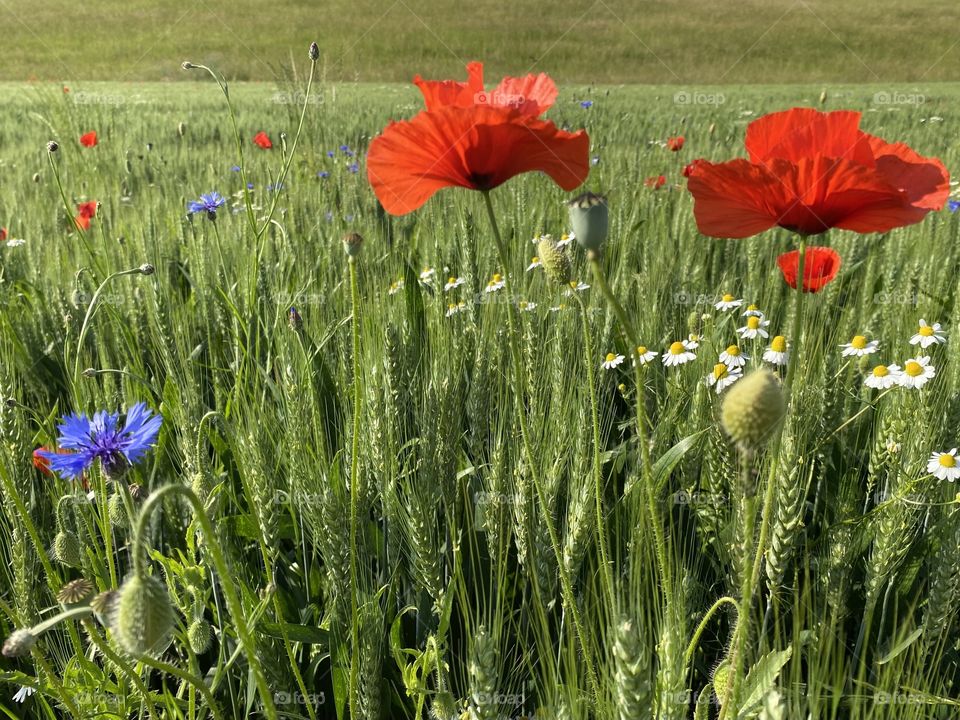 Mohn 