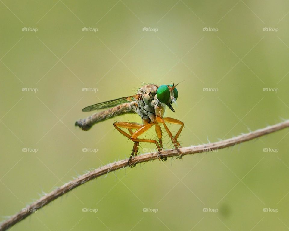 robberflies