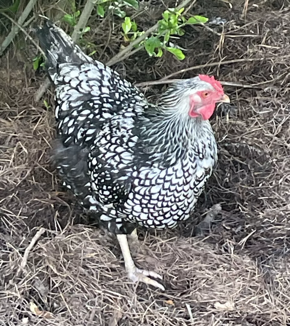 Little man Rooster 
