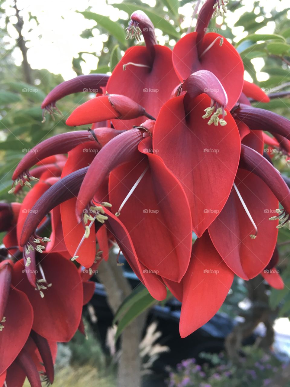 Close up of vibrant, dark red flowers