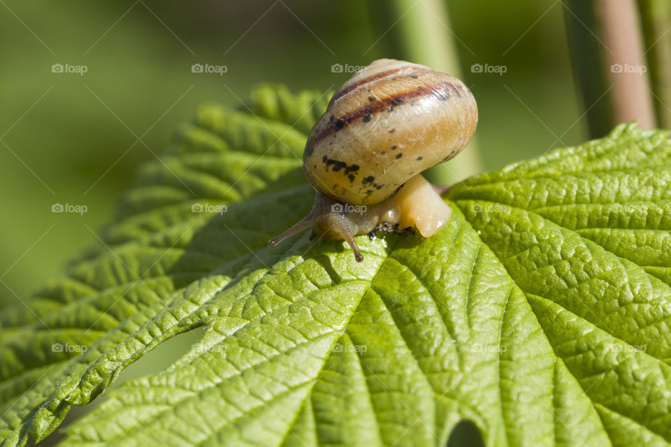 Small brown snail on green leaf. In daylight
