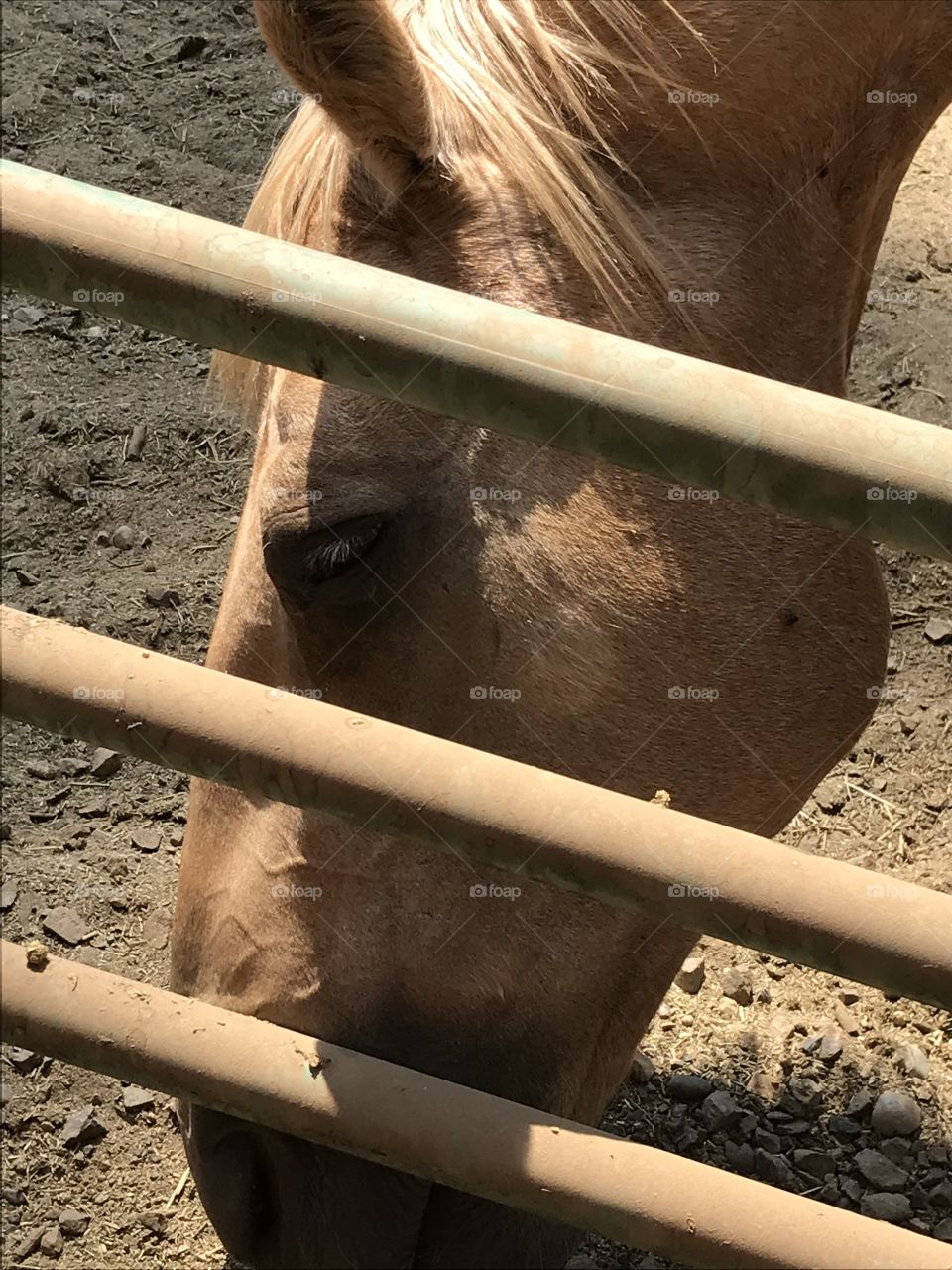 A horse eating in the corral.