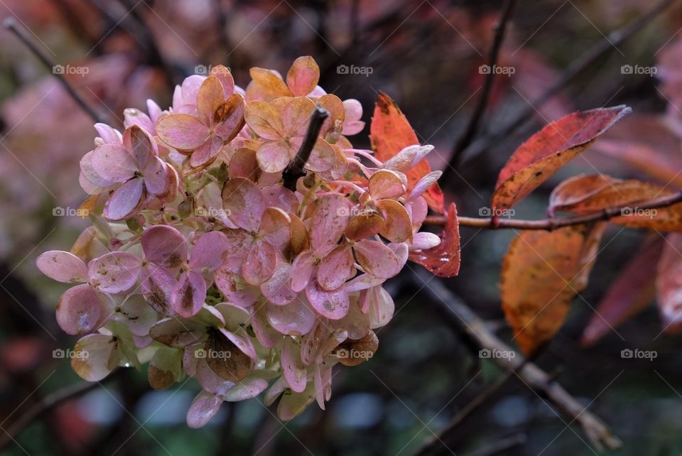 Autumn flower